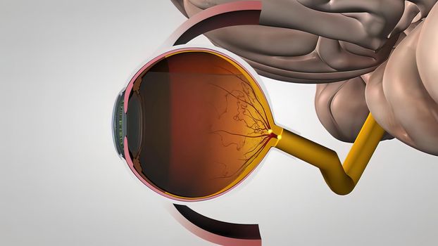 Eyes transmit images to the brain 3D illustration