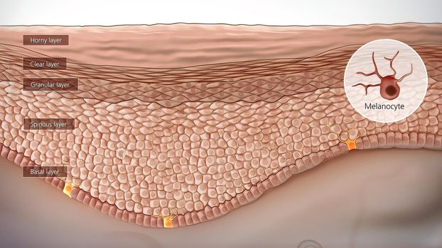 Anatomical structure of the skin 3D illustration