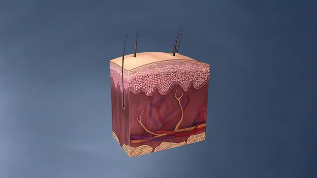 Anatomical structure of the skin 3D illustration