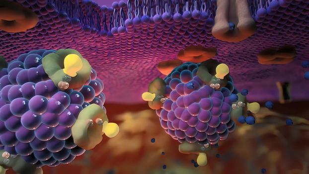 Ion channels in epithelial cells serve to move ions, and in some cases fluid, between compartments of the body. 3D illustration