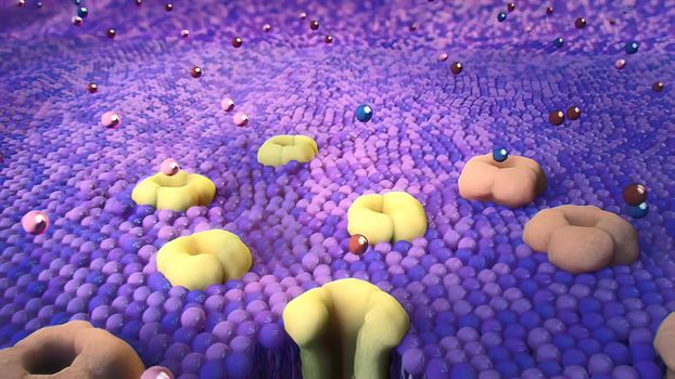 Ion channels in epithelial cells serve to move ions, and in some cases fluid, between compartments of the body. 3D illustration