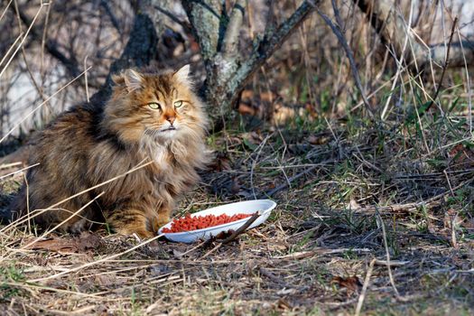 A beautiful fluffy cat with long fur, green eyes and erect ears prepares to dine outdoors in a spring park, warming up in the morning sun.