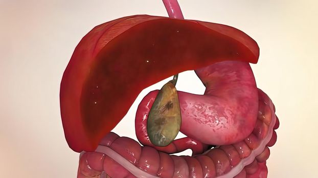 3D illustration of the human internal organs.Role of liver on organs