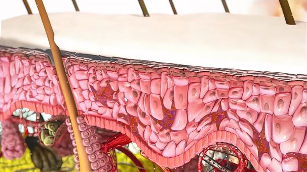 Anatomical structure of the skin 3D illustration