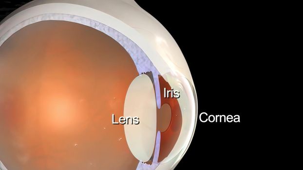 Eye Anatomy - Internal Structure, Medically Accurate 3D illustration