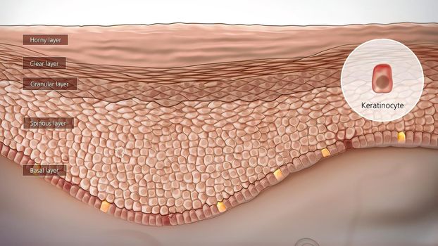 Anatomical structure of the skin 3D illustration