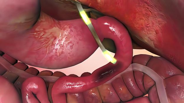 3D illustration of the human internal organs.Role of liver on organs