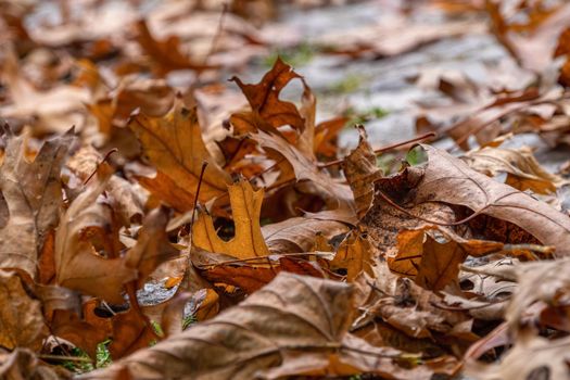 Close-up of orange autumn maple leaves on the ground in a park