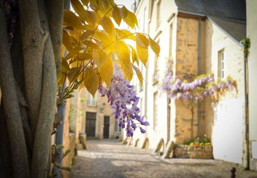 Bunch of wisteria with rays of sun in the old part of the city Le mans, France