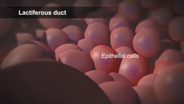 Epithelial cells are a type of cell that lines the surfaces of your body. 3D illustration