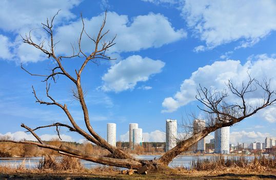 A silhouette of a dry, spreading tree growing on the far bank of the river away from city high-rise buildings with a blurry view against the backdrop of a clear blue cloudy sky on a sunny day.