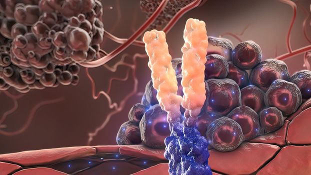 Extracellular domain receptor and antibody 3D illustration