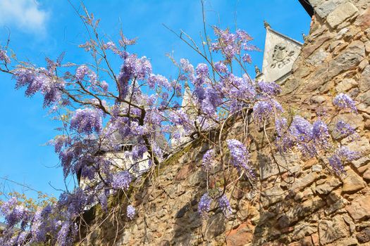 Branches of purple wisteria hanging from a stone wall