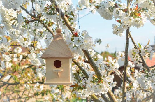 Birdhouse with blossom cherry white flowers sakura