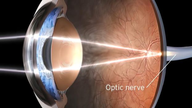 Eye Anatomy - Internal Structure, Medically Accurate 3D illustration