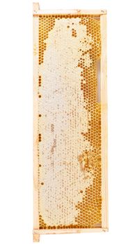bee honeycomb closeup, fresh stringy dripping sweet honey, isolated, white background, top view, vertical.