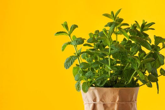 Mint plant grows at home in paper pot at the yellow background. Home gardening for fresh and natural greens