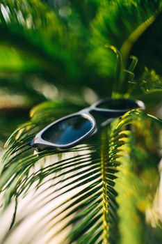 Sunglasses on palm leaves in the sun wallpaper on the desktop. High quality photo
