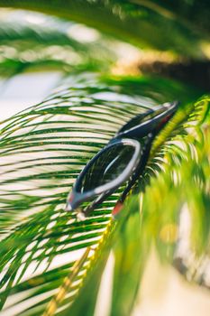 Sunglasses on palm leaves in the sun wallpaper on the desktop. High quality photo
