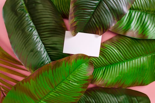 Frame of tropical leaves Monstera on pink background a space for text. Top view, flat lay.