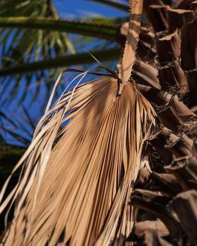 Dried palm leaf hanging on the palm tree in sunlight.