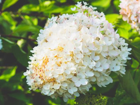 lovely blooming white big hydrangea, floral background.
