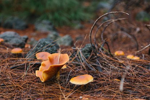 Yellow false chanterelle mushroom on the pine forest floor, selective focus.