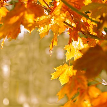 autumn abstract background of bright yellow and red leaves.