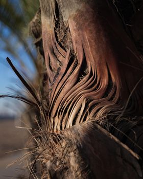 Close-up of dry fleece bark on the trunk of palm tree in the sunlight