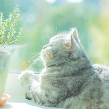 beautiful striped cat basking in the sun and looking out the window at the Sunny weather, a good day, bright background.