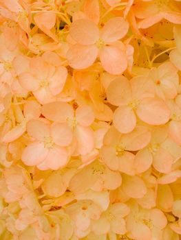 Gold and red autumn hydrangea floral tender romantic floral background.