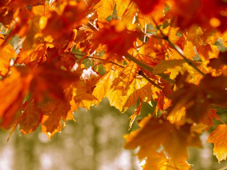 autumn abstract background of bright yellow and red leaves.