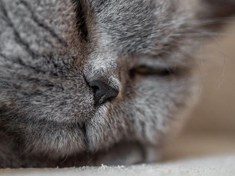 Close-up of nose of sleeping tired gray British shorthair cat.