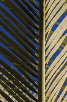 Part of palm leaf in shadow, other part sunlighted, abstract green texture.