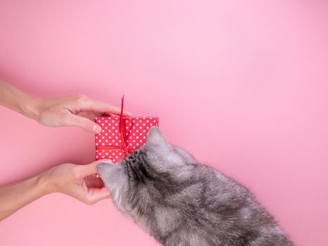 woman holding gift in red gift box with bow and give it to cat, pink background, top view, empty space for text.