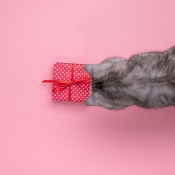 cat sitting next to the gift and looking at it, pink background, empty space for text, top view.