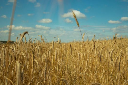 wheat field and clouds. rye and sky. magnificent landscape. background nature. blue and yellow. peace.