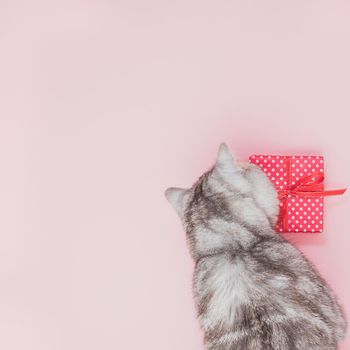 cat sitting next to the gift and looking at it, pink background, empty space for text, top view.