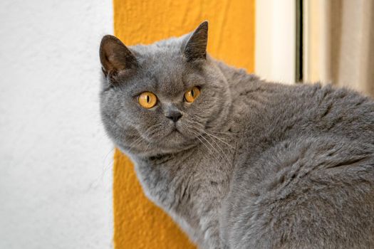 Gray british cat with yellow eyes turned around on white yellow background.