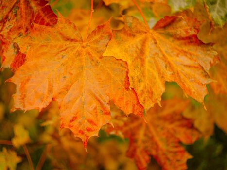 autumn abstract background of bright yellow and red leaves.