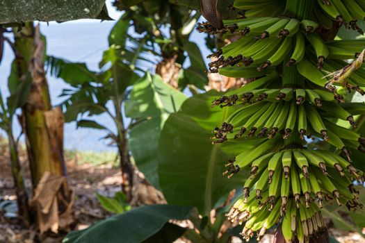Banana plantation on the island of Tenerife on sunny day with sea and clouds at the background
