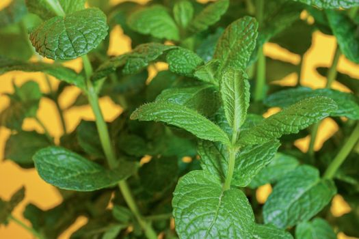 Close-up of mint leaves at yellow background. Bush of fresh green organic peppermint growing at home