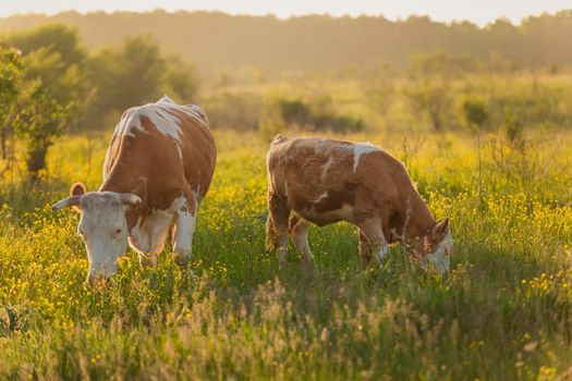 brown cow grazing on the lawn