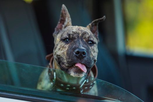 pit bull dog looking out of car window