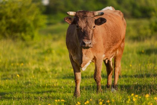 brown cow grazing on the lawn