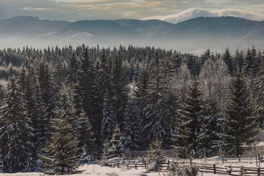 snowy forest with clouds in the mountains