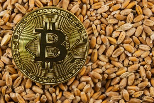 bitcoin coin lies on wheat grain closeup