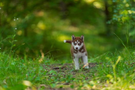 blue-eyed husky puppy walking in the park