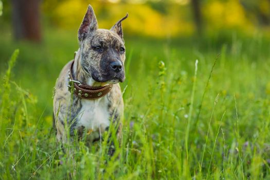 portrait of a pit bull dog that stands in the grass