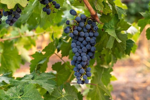 blue grapes on a bush, late summer, blurred background, selective focus, filter